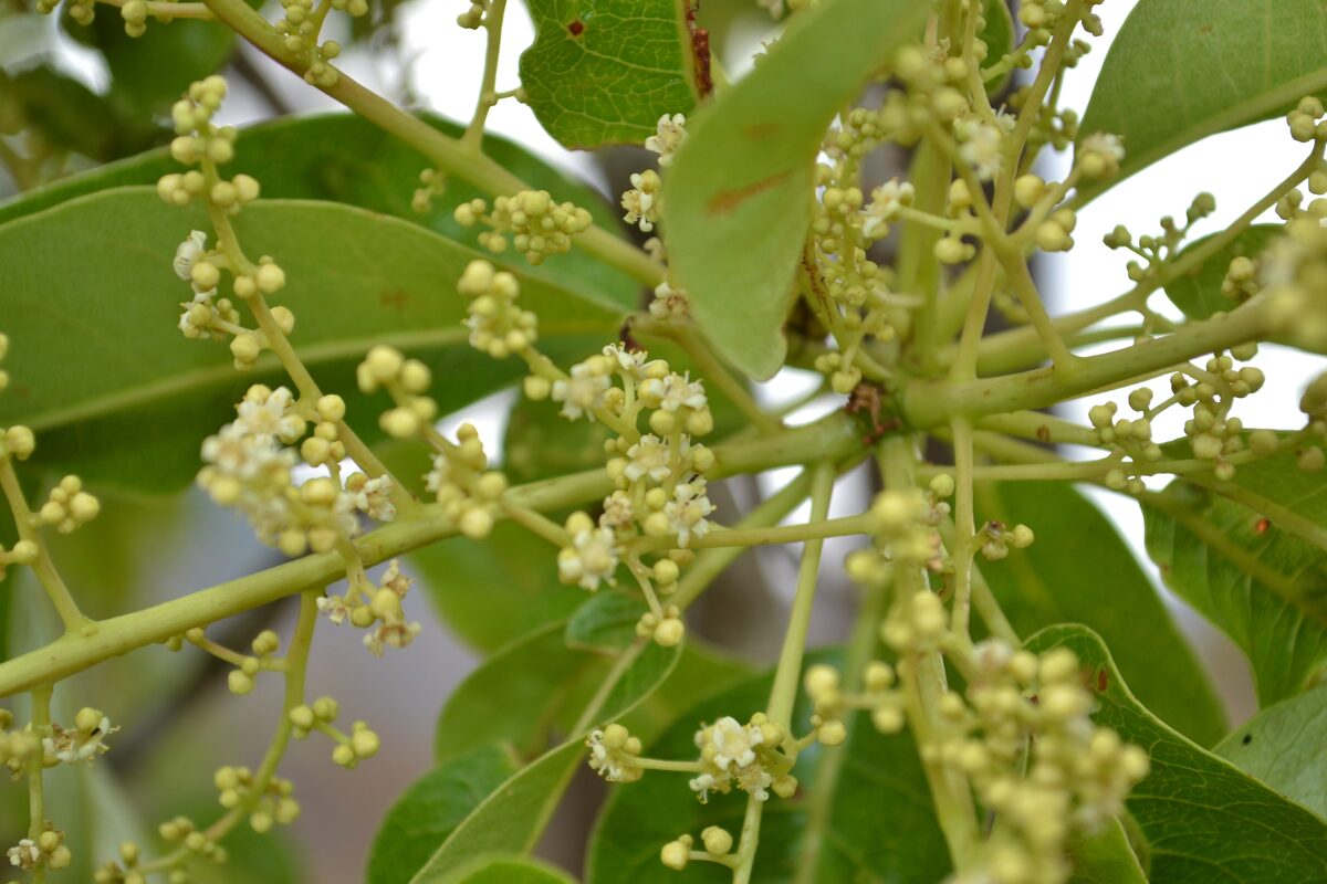 Buchanania lanzan
