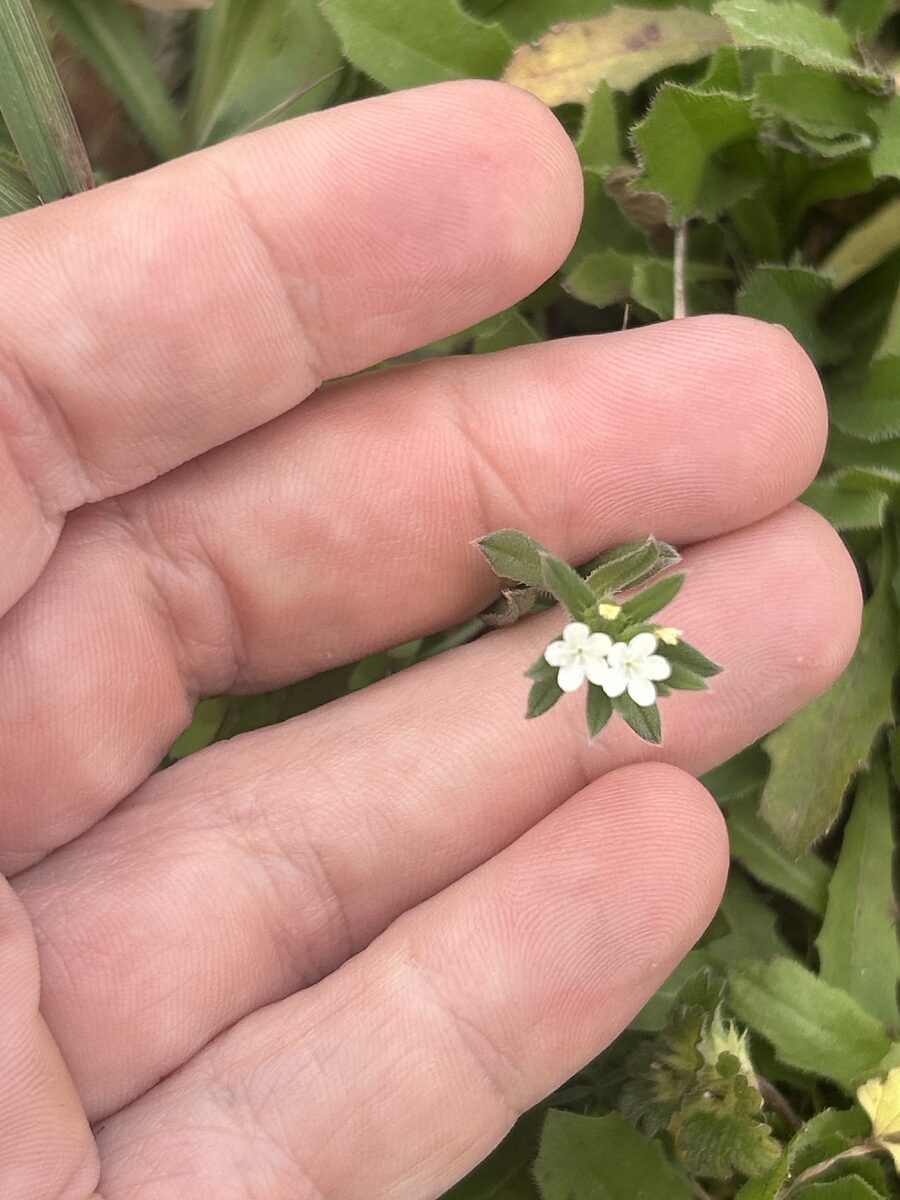 Buglossoides arvensis - (L.)I.M.Johnst. (Field Gromwell) — photo