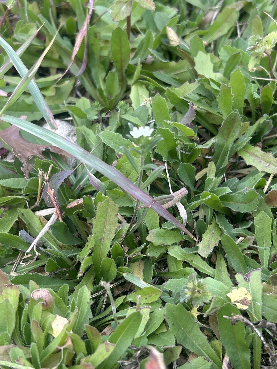 Buglossoides arvensis - (L.)I.M.Johnst.