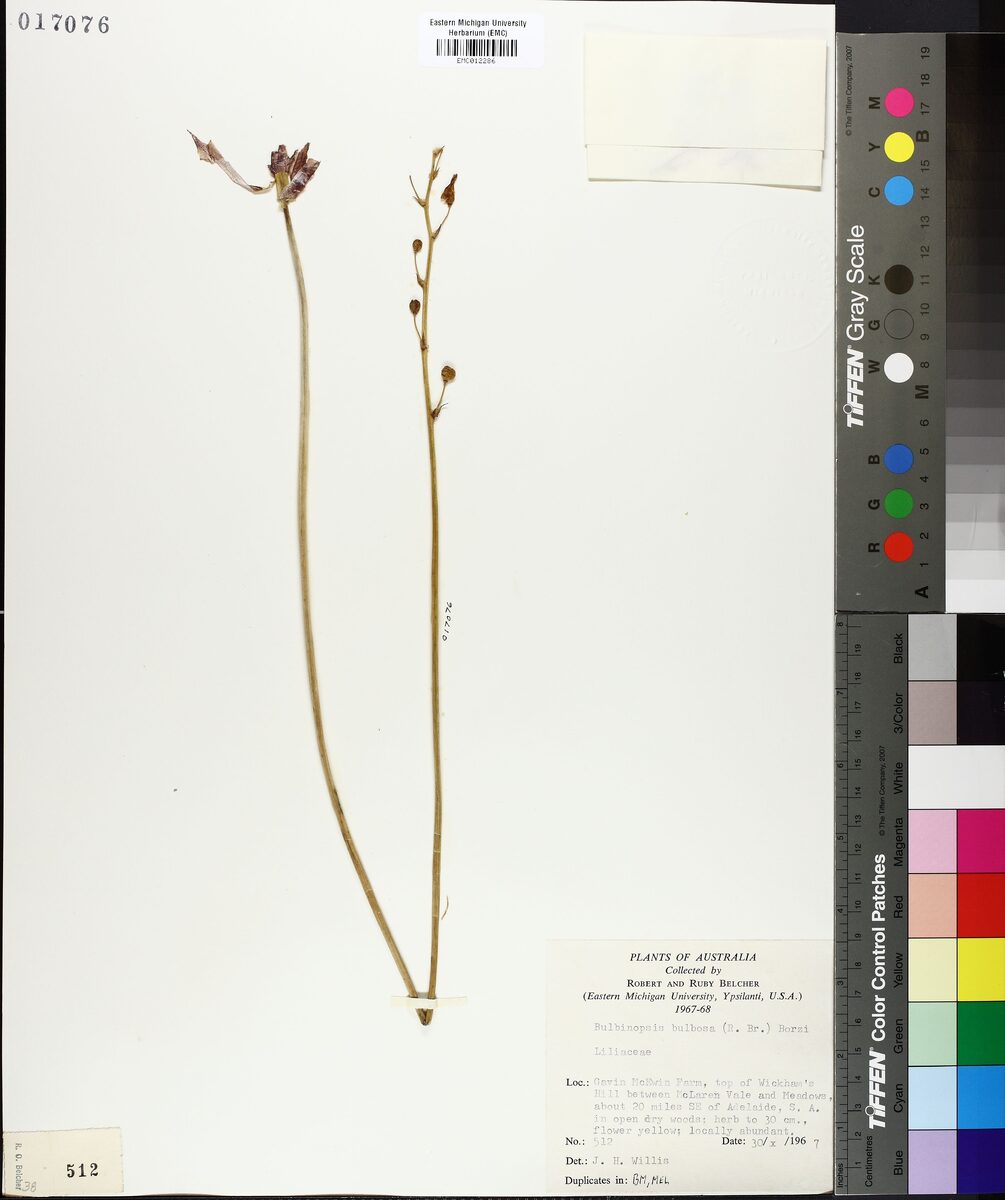 Bulbinopsis bulbosa - (R.Br.)Borzi. (Golden Lily) — photo
