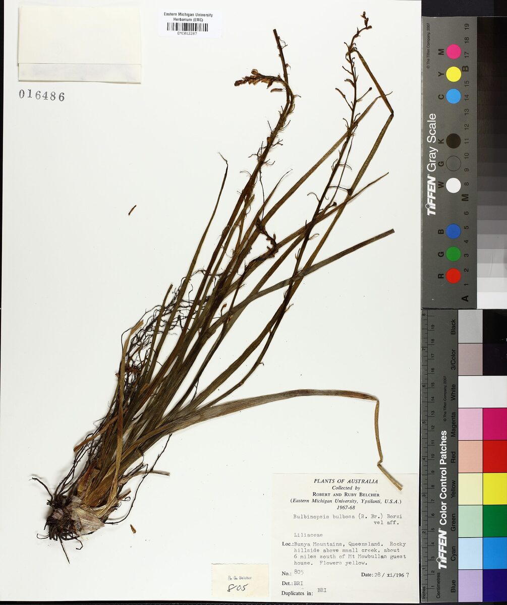Bulbinopsis bulbosa - (R.Br.)Borzi. (Golden Lily) — photo