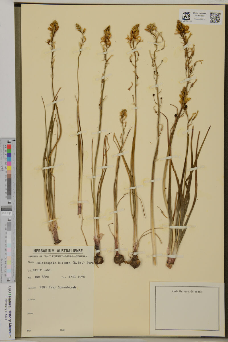 Bulbinopsis bulbosa - (R.Br.)Borzi.