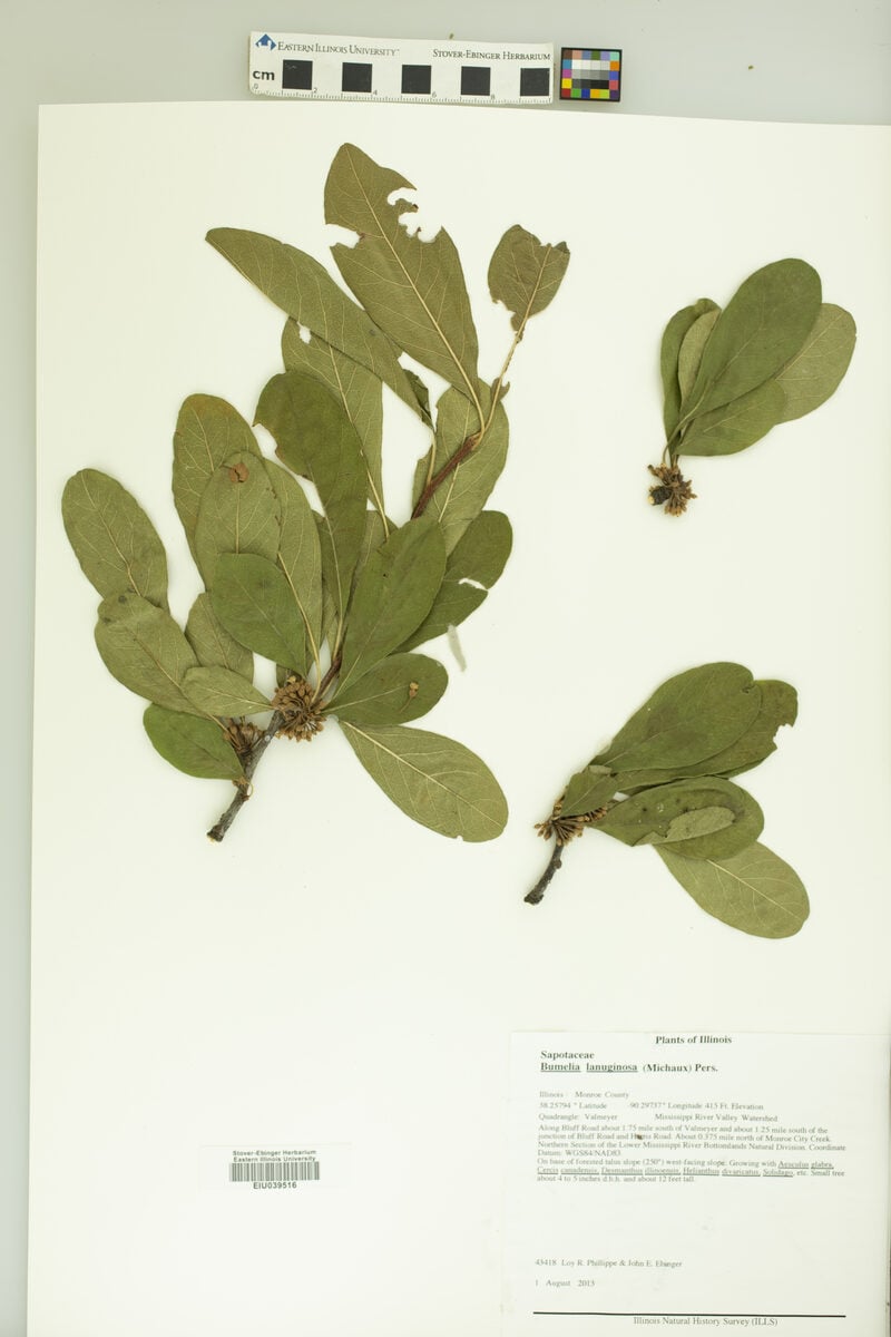 Bumelia lanuginosa - (Michx.)Pers. (Chittamwood) — photo