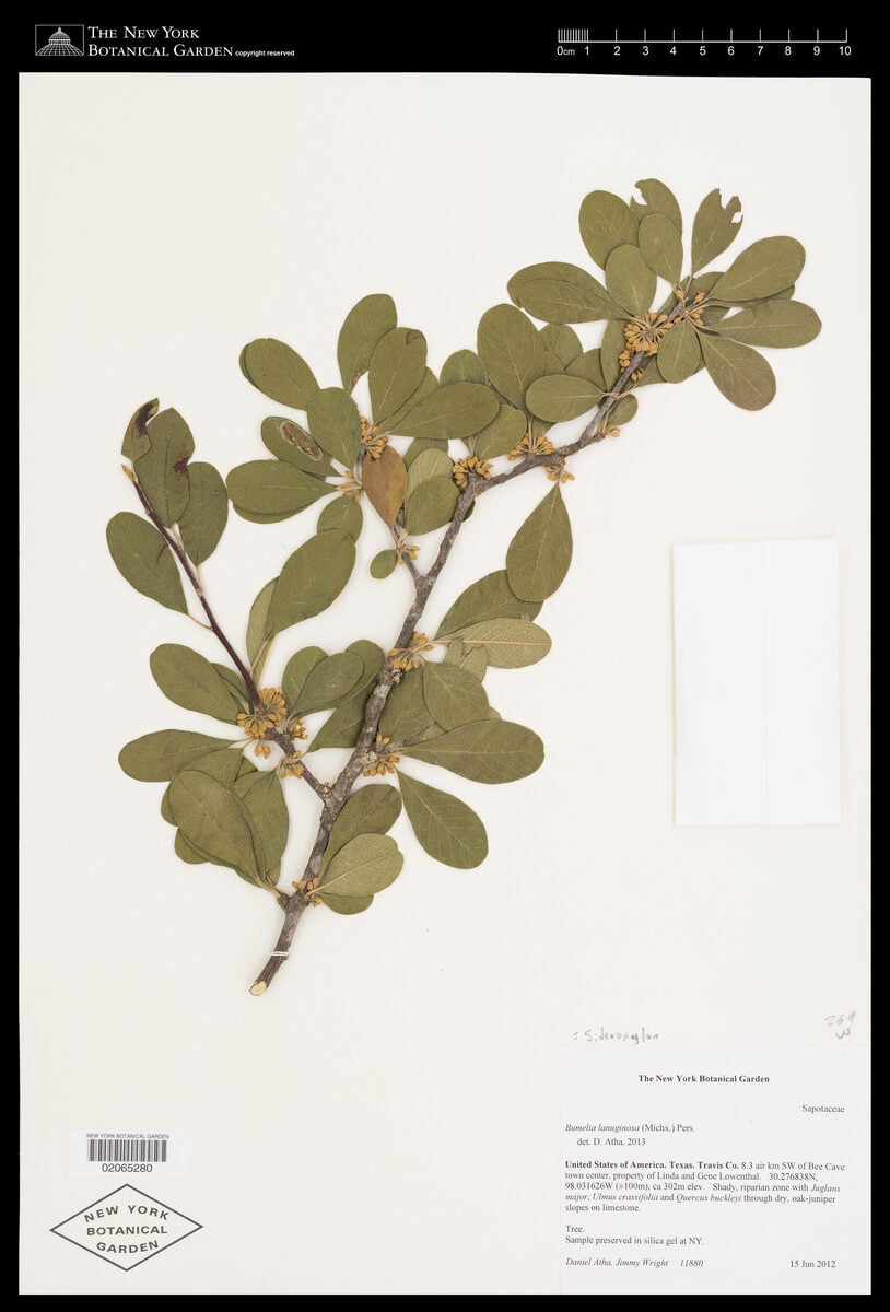 Bumelia lanuginosa - (Michx.)Pers. (Chittamwood) — photo