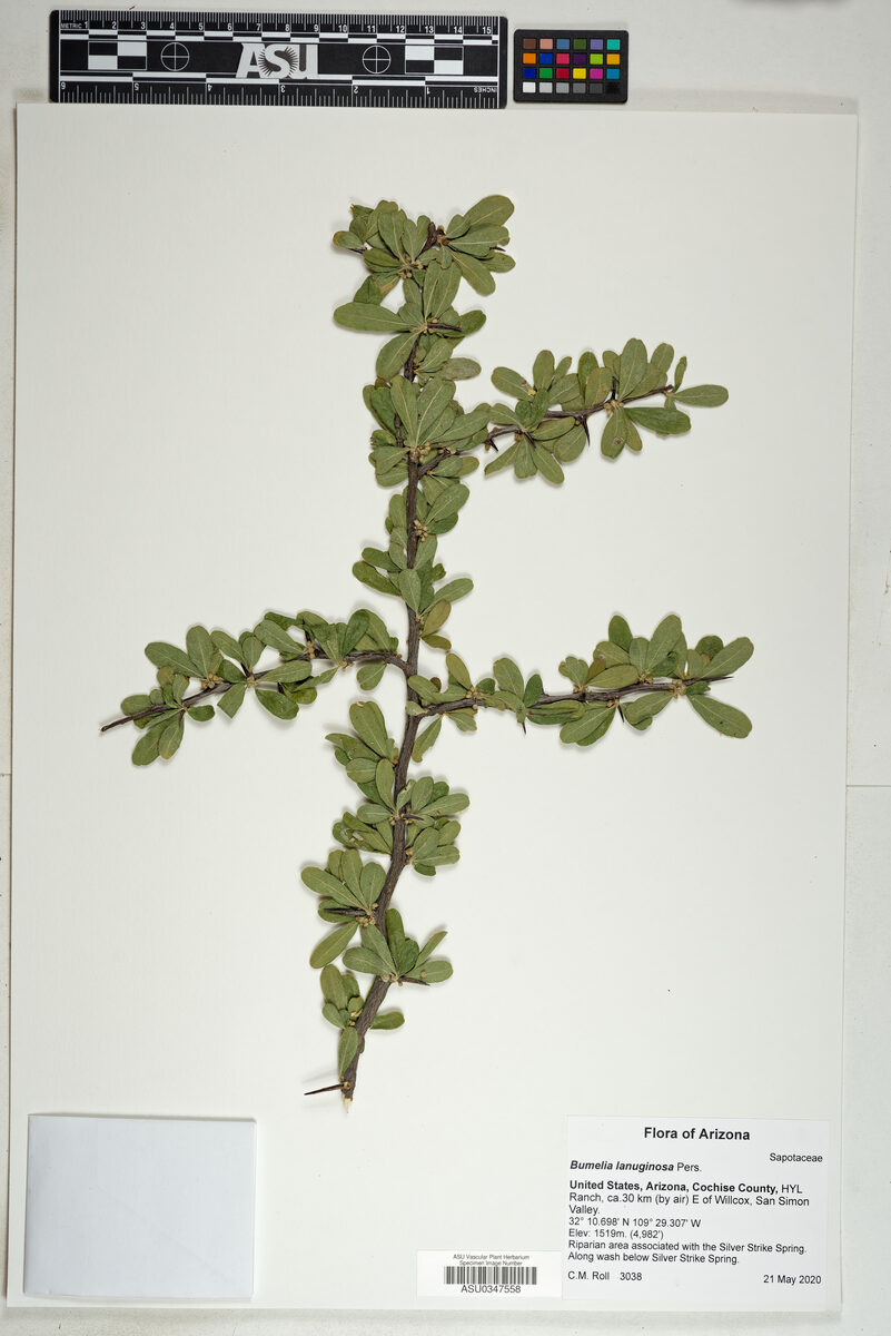 Bumelia lanuginosa - (Michx.)Pers.