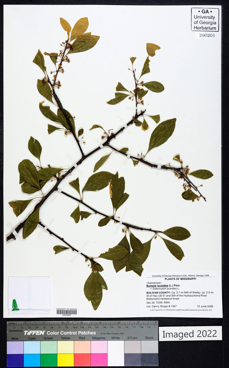 Bumelia lycioides - (L.)Pers. (Shittamwood) — photo