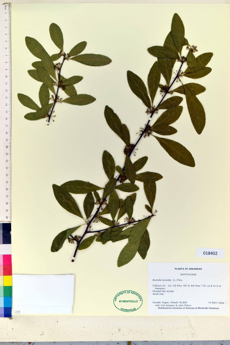 Bumelia lycioides - (L.)Pers. (Shittamwood) — photo