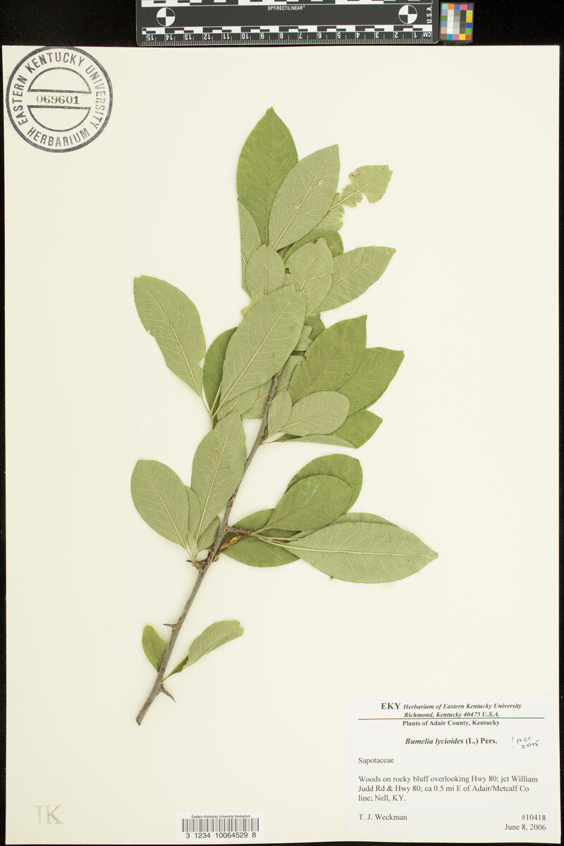 Bumelia lycioides - (L.)Pers.
