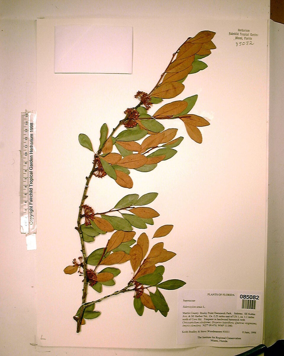 Bumelia tenax (Ironwood) — photo