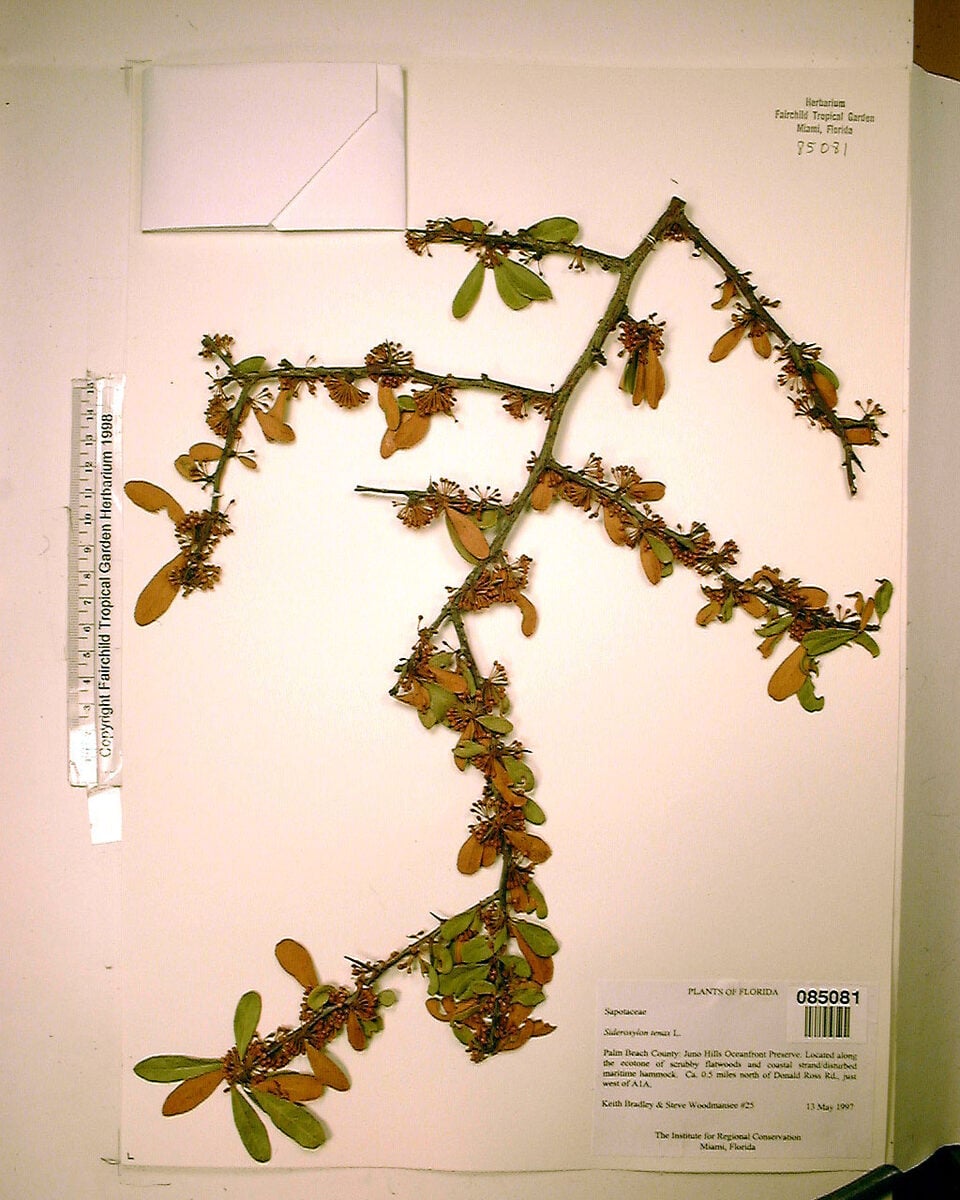 Bumelia tenax (Ironwood) — photo