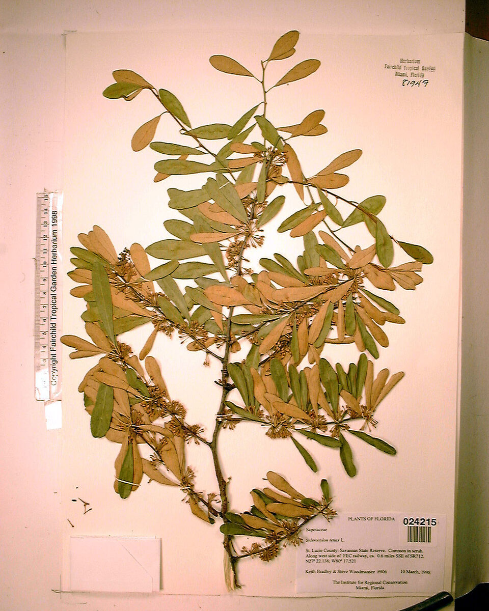 Bumelia tenax