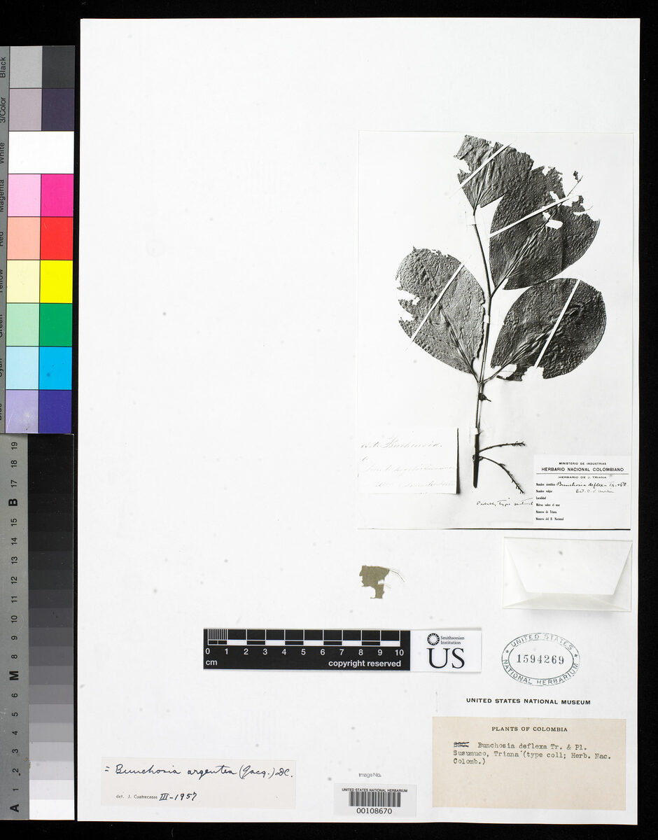 Bunchosia deflexa (Ciruela) — photo
