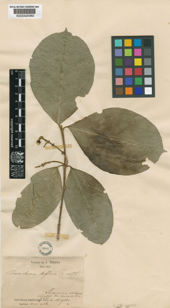 Bunchosia deflexa