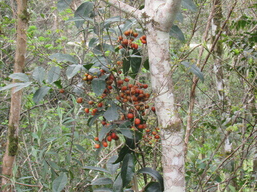 Bunchosia pallescens (Usama) — photo