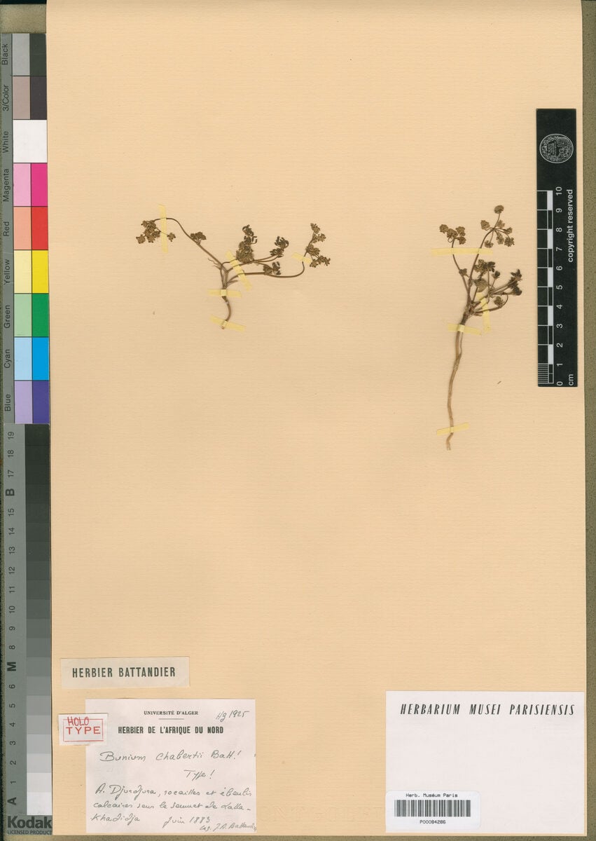 Bunium chabertii