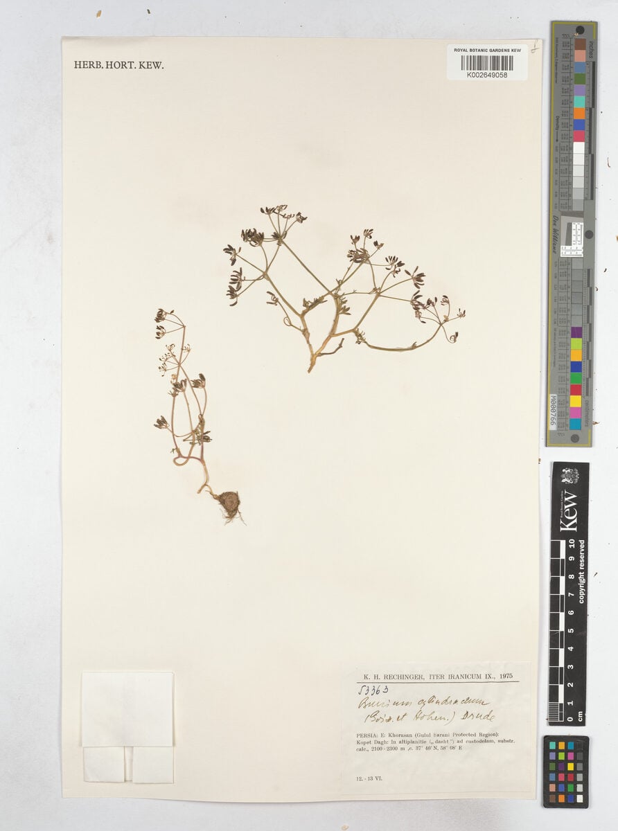 Bunium cylindricum