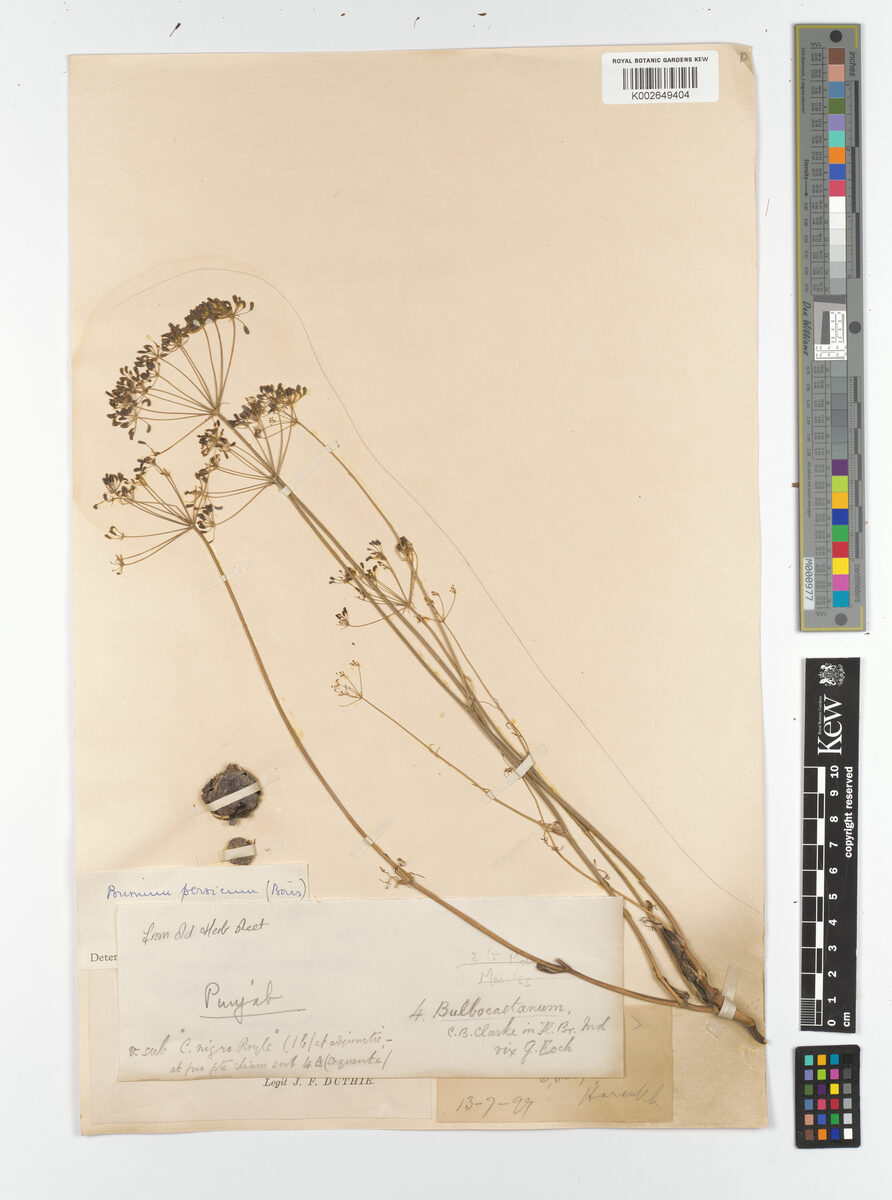 Bunium persicum - (Boiss.)B.Fedtsch. (Black Caraway) — photo
