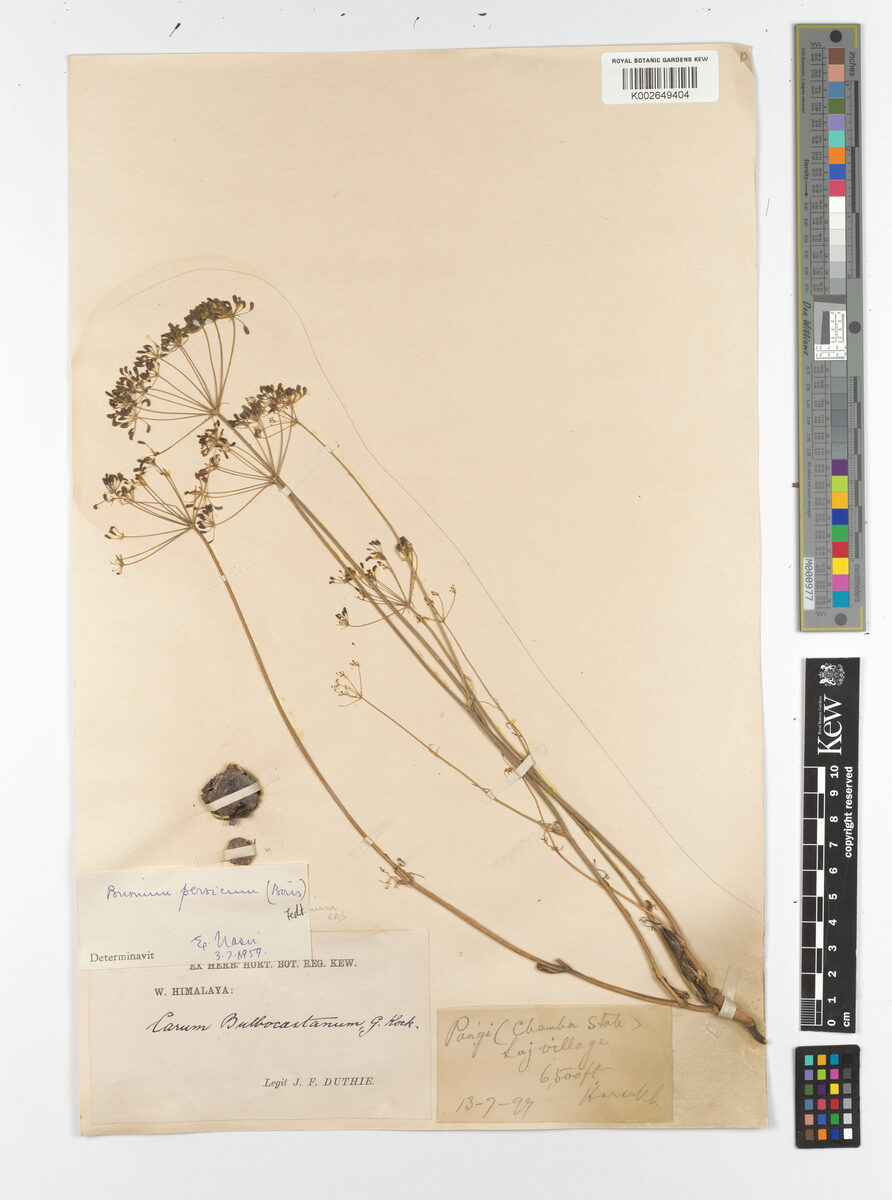 Bunium persicum - (Boiss.)B.Fedtsch.