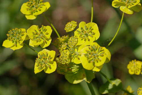 Bupleurum falcatum (Thorow-wax) — photo