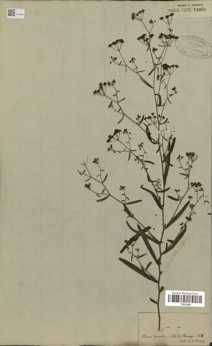 Bupleurum octoradiatum — photo
