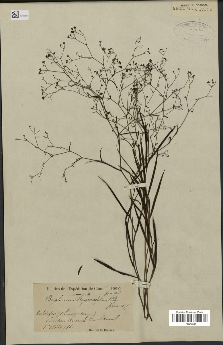 Bupleurum octoradiatum — photo