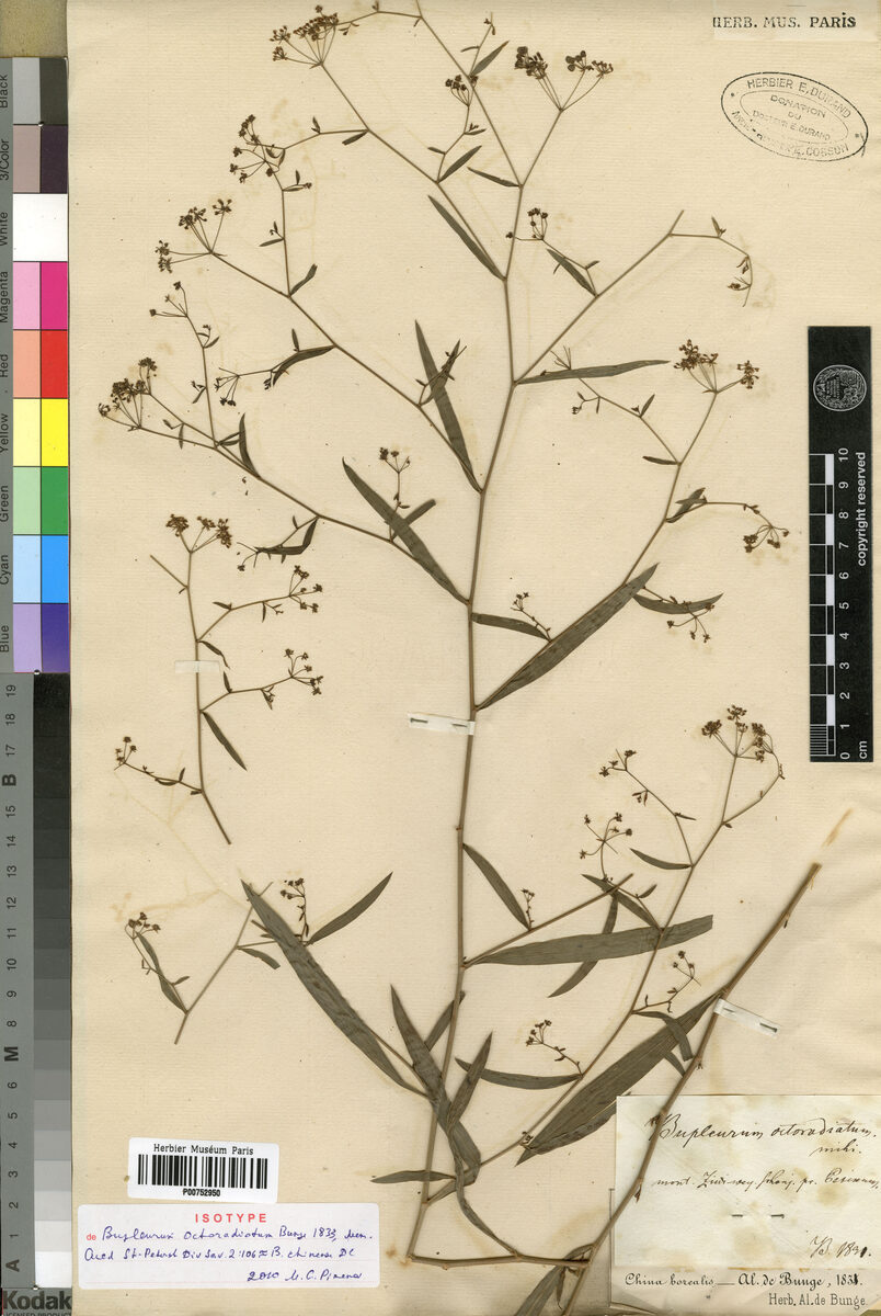 Bupleurum octoradiatum