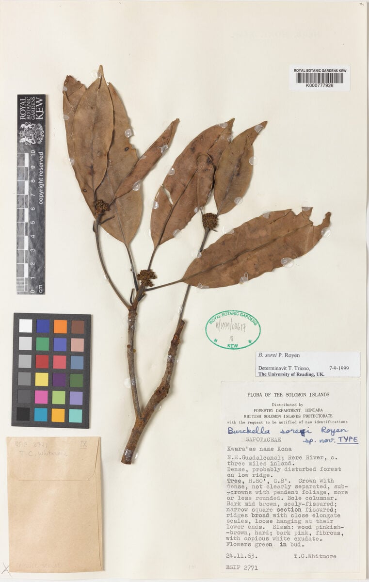 Burckella sorei (Kona) — photo