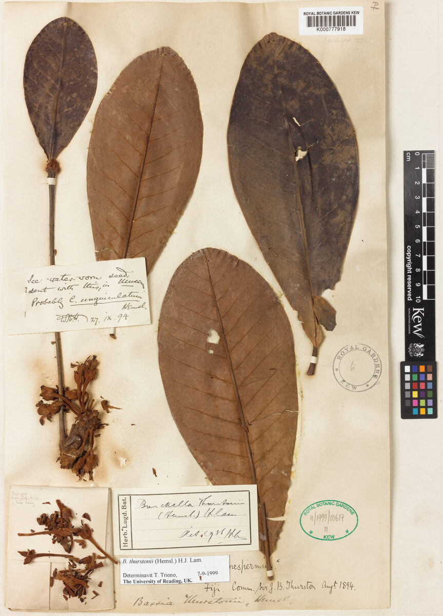 Burckella thurstonii — photo