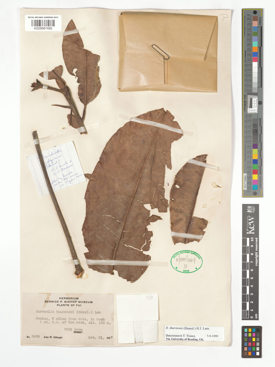 Burckella thurstonii