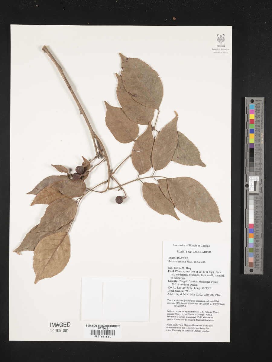 Bursera serrata — photo