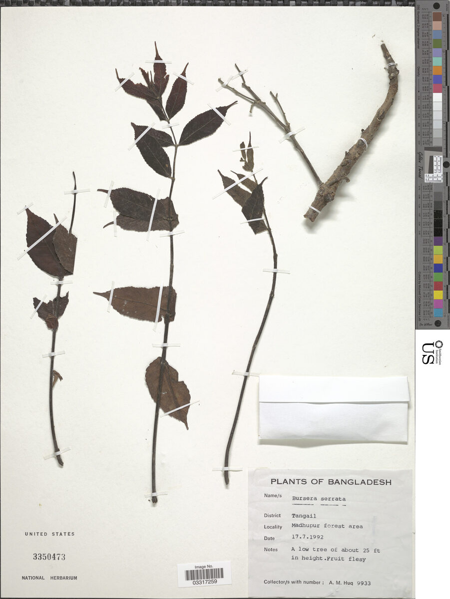 Bursera serrata — photo