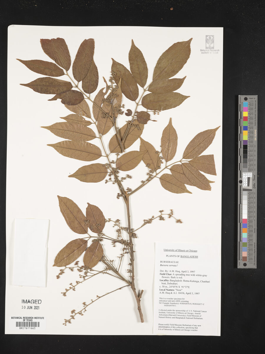 Bursera serrata