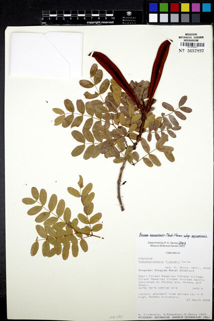 Bussea massaiensis subsp. massaiensis — photo