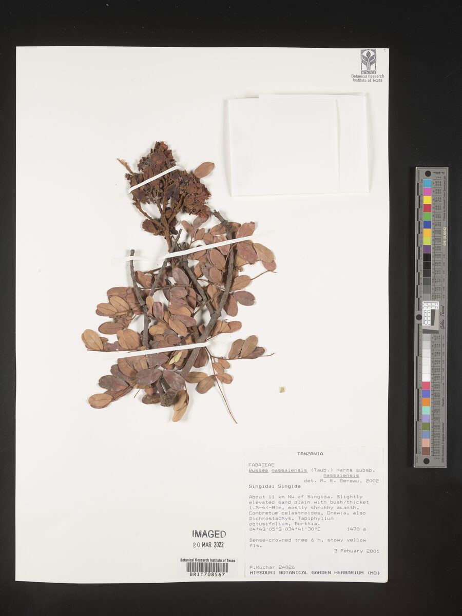 Bussea massaiensis subsp. massaiensis — photo