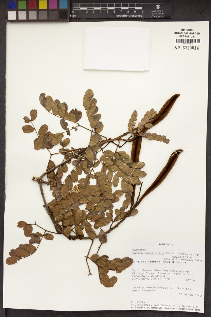 Bussea massaiensis subsp. massaiensis