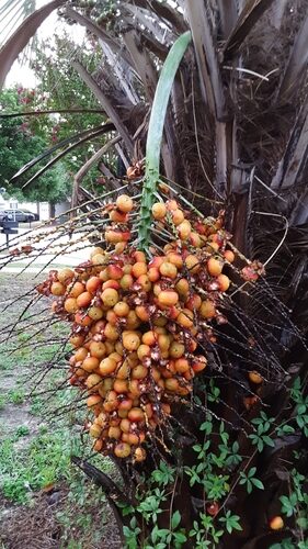 Butia capitata (Jelly palm) — photo