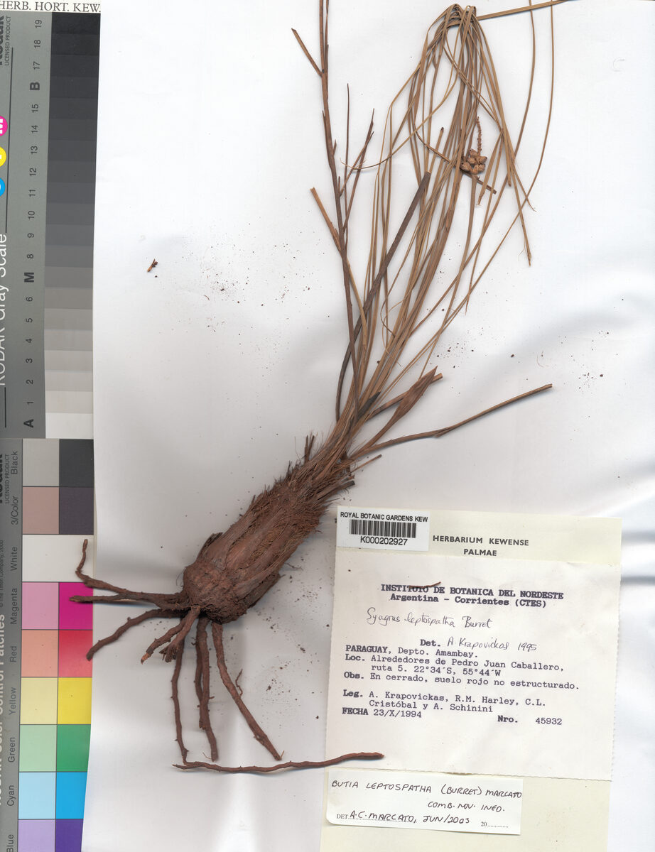 Butia leptospatha — photo