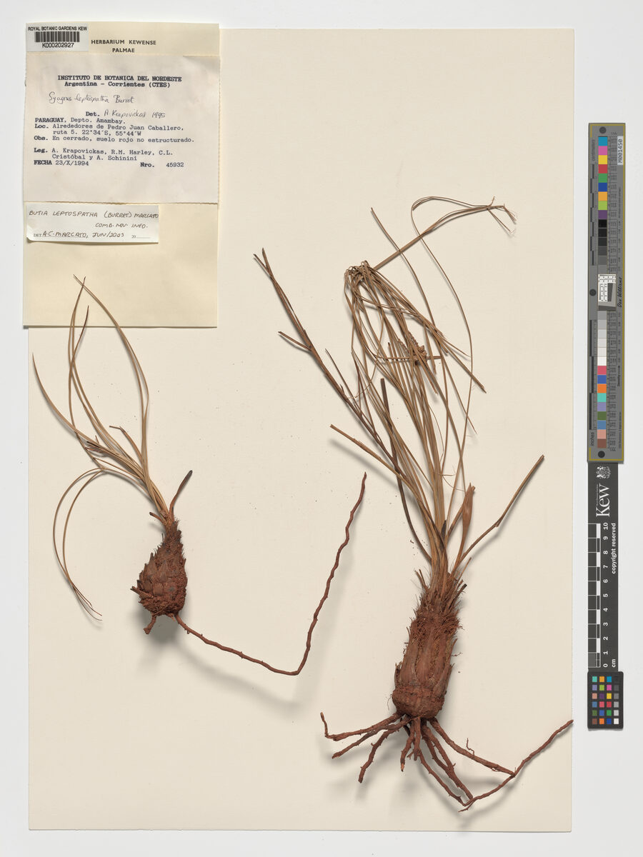 Butia leptospatha — photo