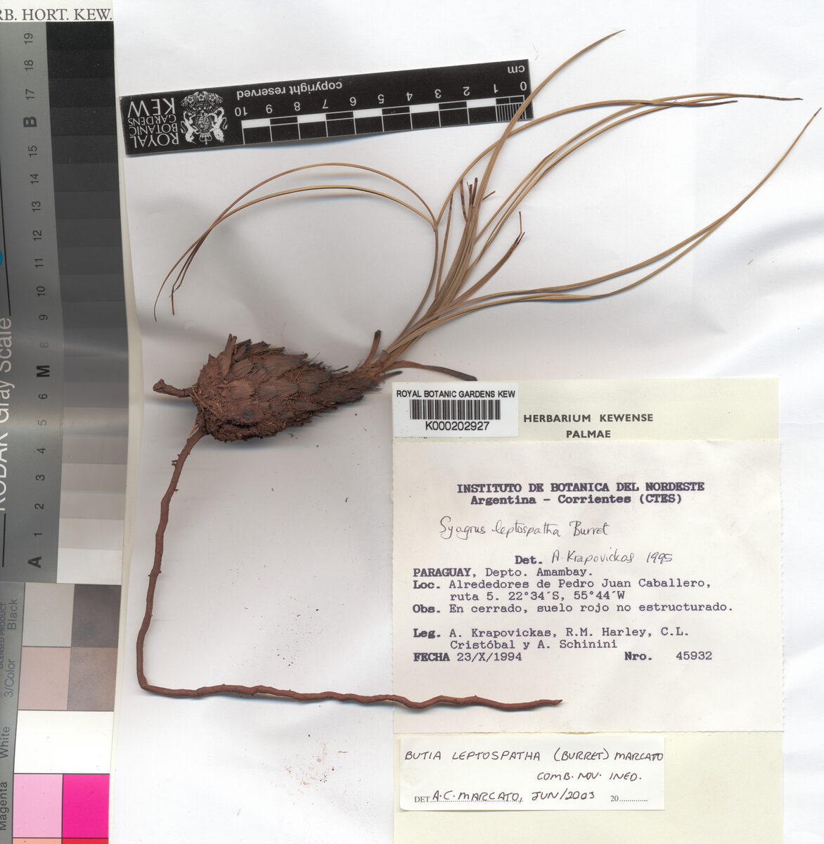 Butia leptospatha