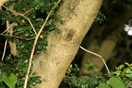 Buxus sempervirens (Box) — photo