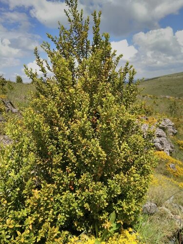 Buxus sempervirens (Box) — photo