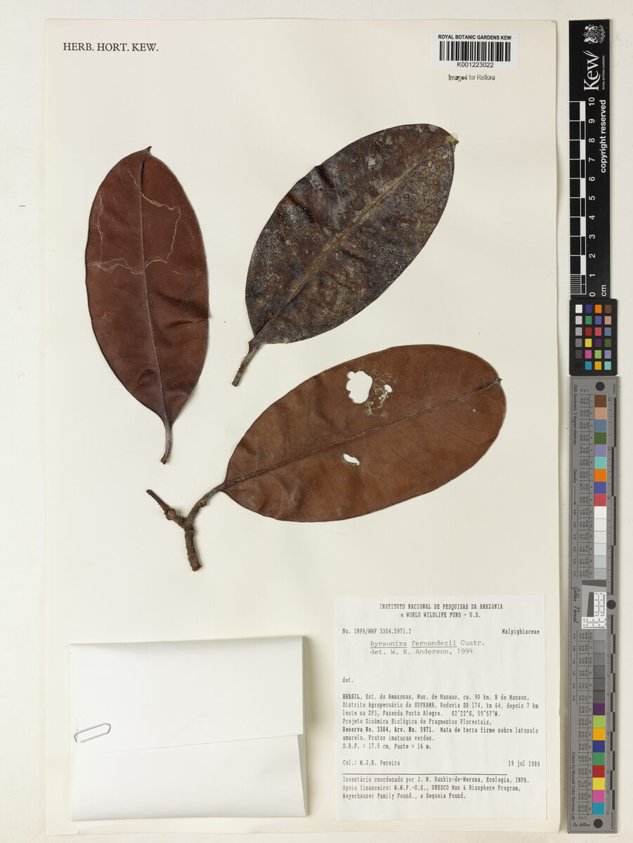 Byrsonima fernandezii (Fernandez byrsonima) — photo
