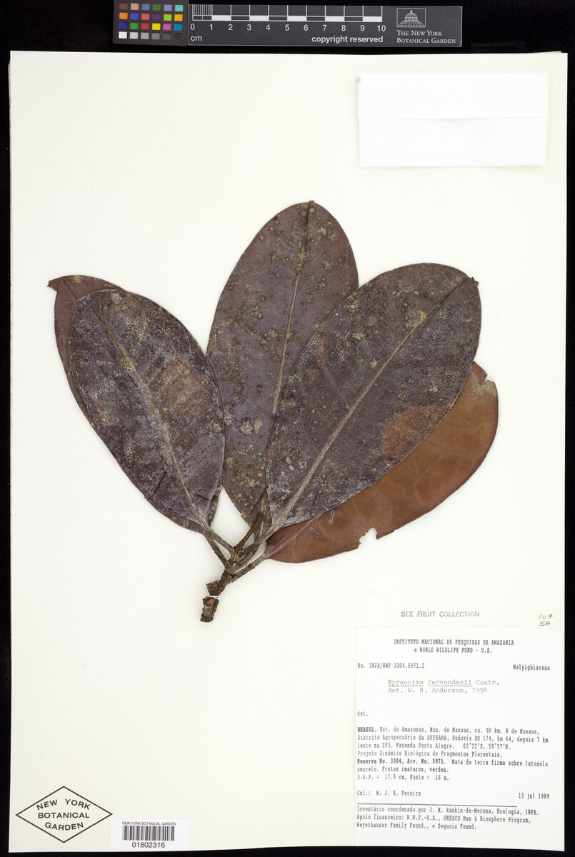 Byrsonima fernandezii (Fernandez byrsonima) — photo