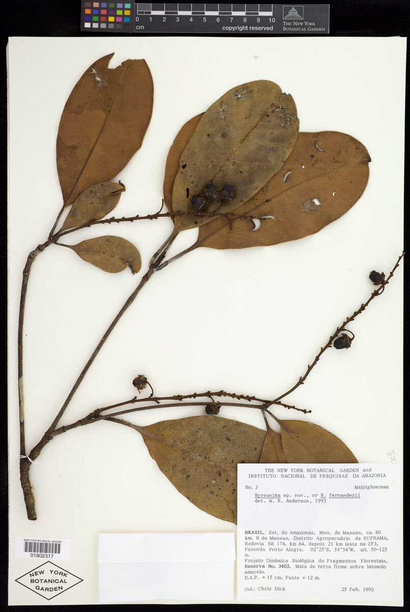 Byrsonima fernandezii