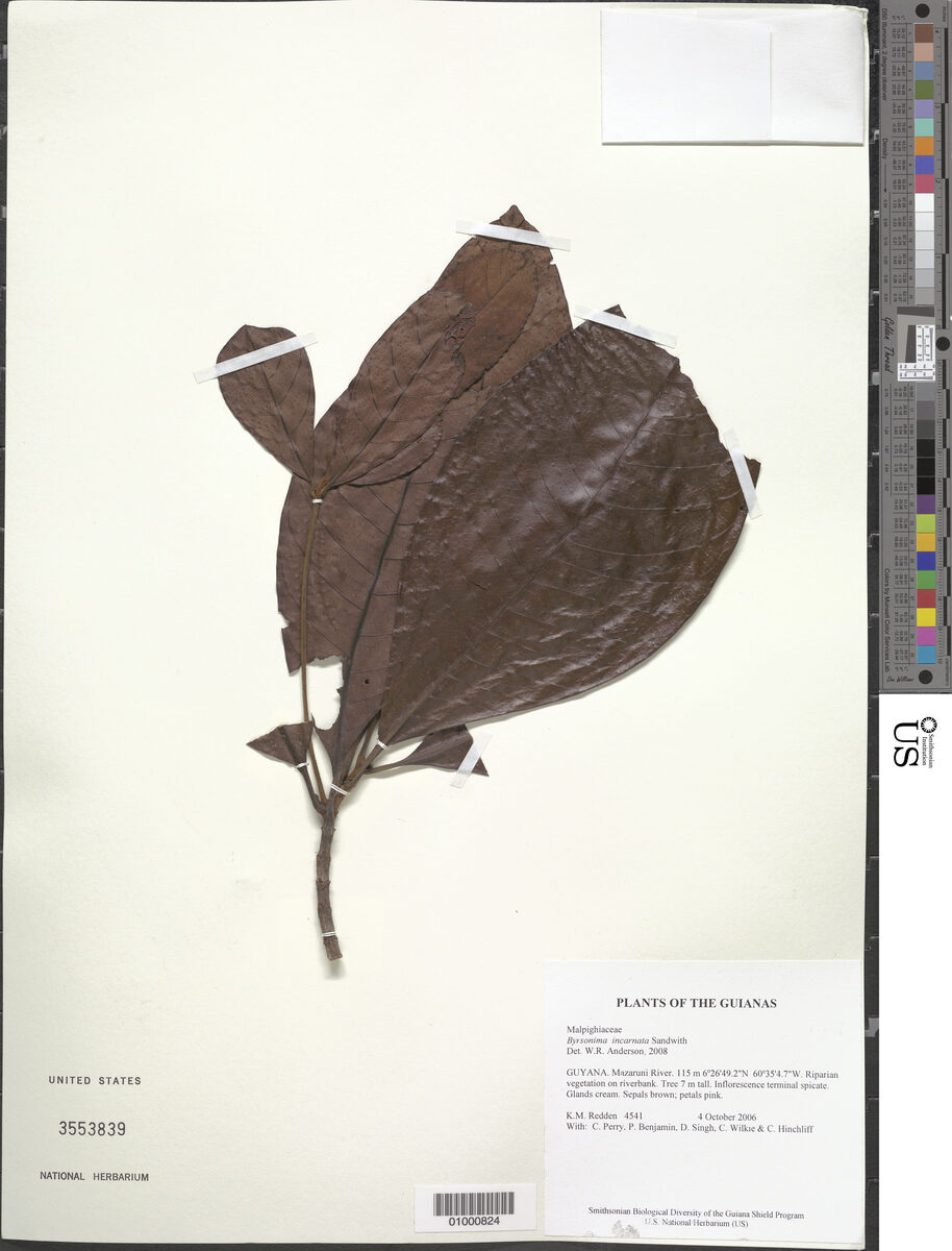 Byrsonima incarnata — photo