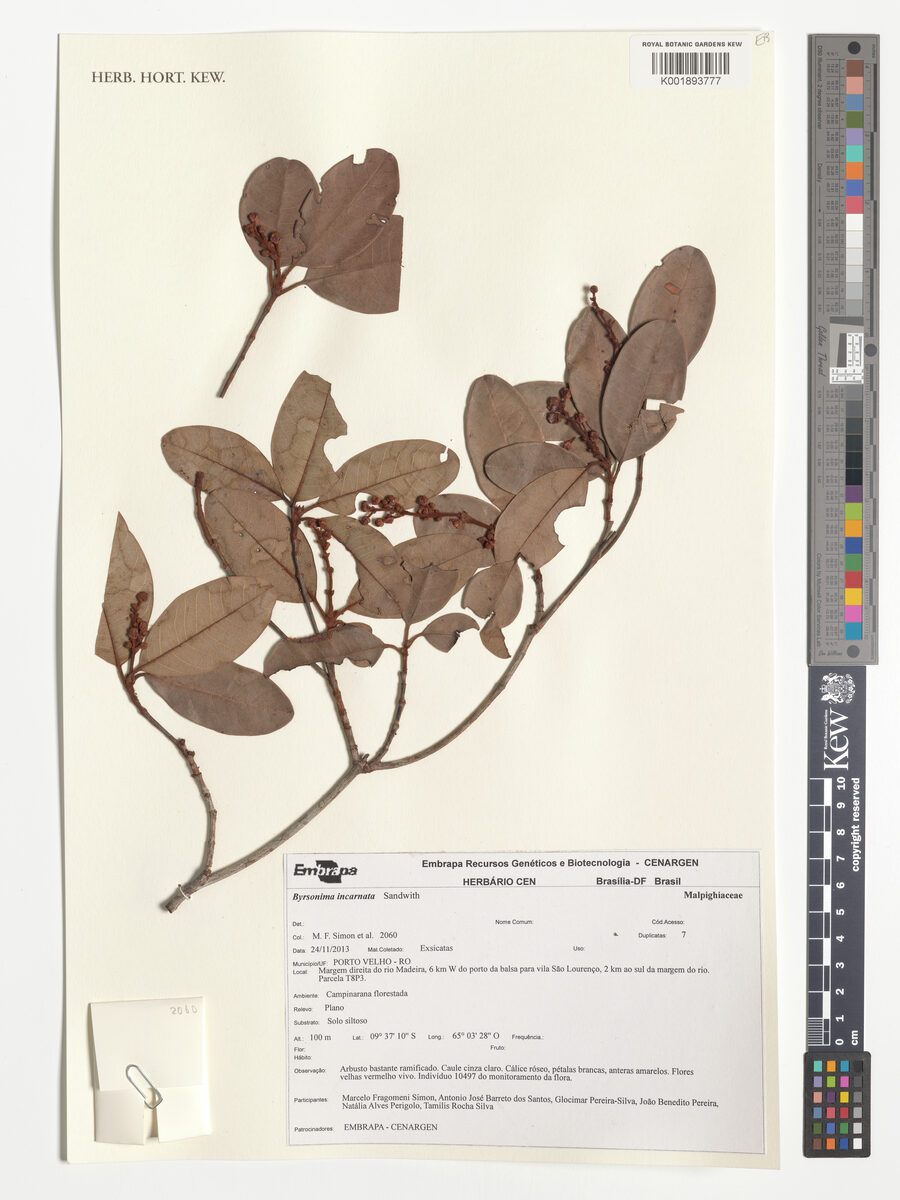 Byrsonima incarnata