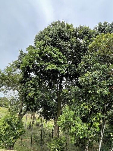 Cabralea canjerana (Canjerana) — photo