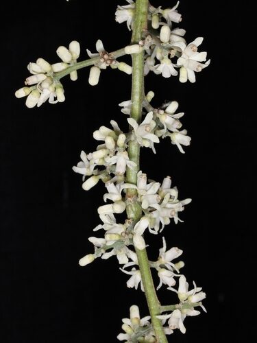 Cabralea canjerana (Canjerana) — photo