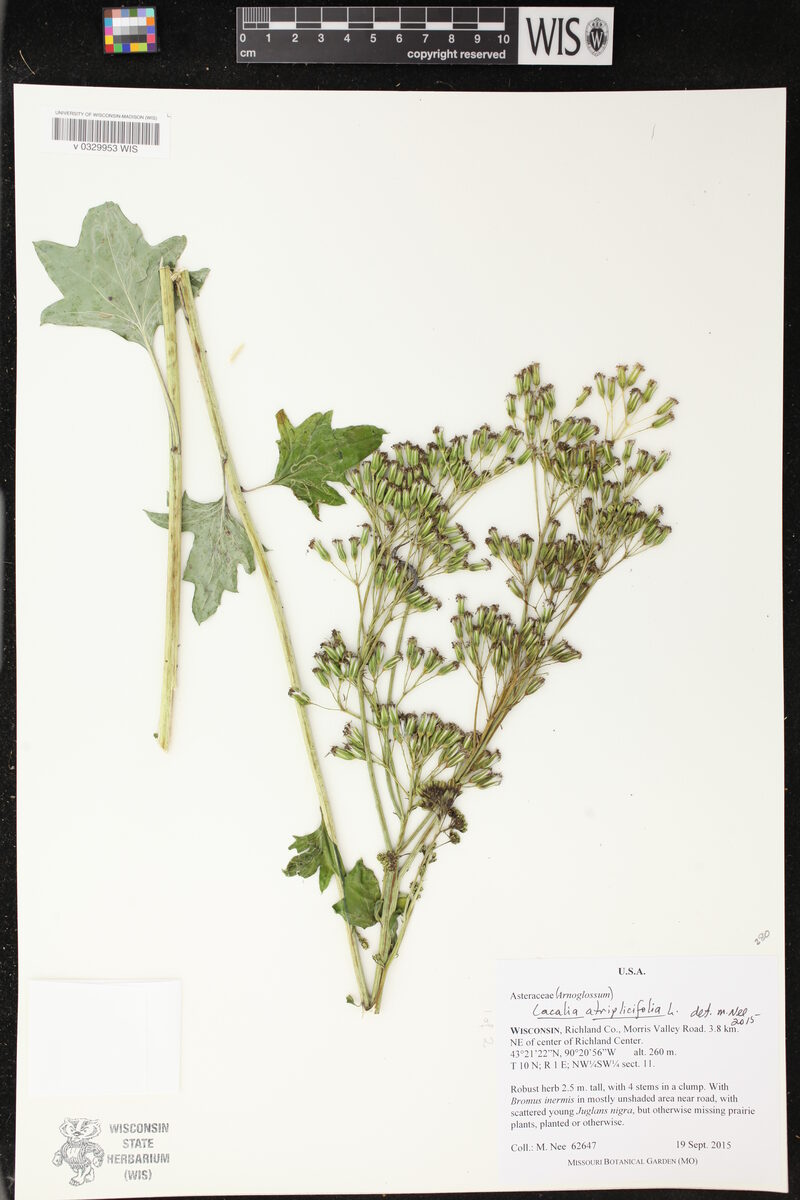 Cacalia atriplicifolia (Pale indian plantain) — photo