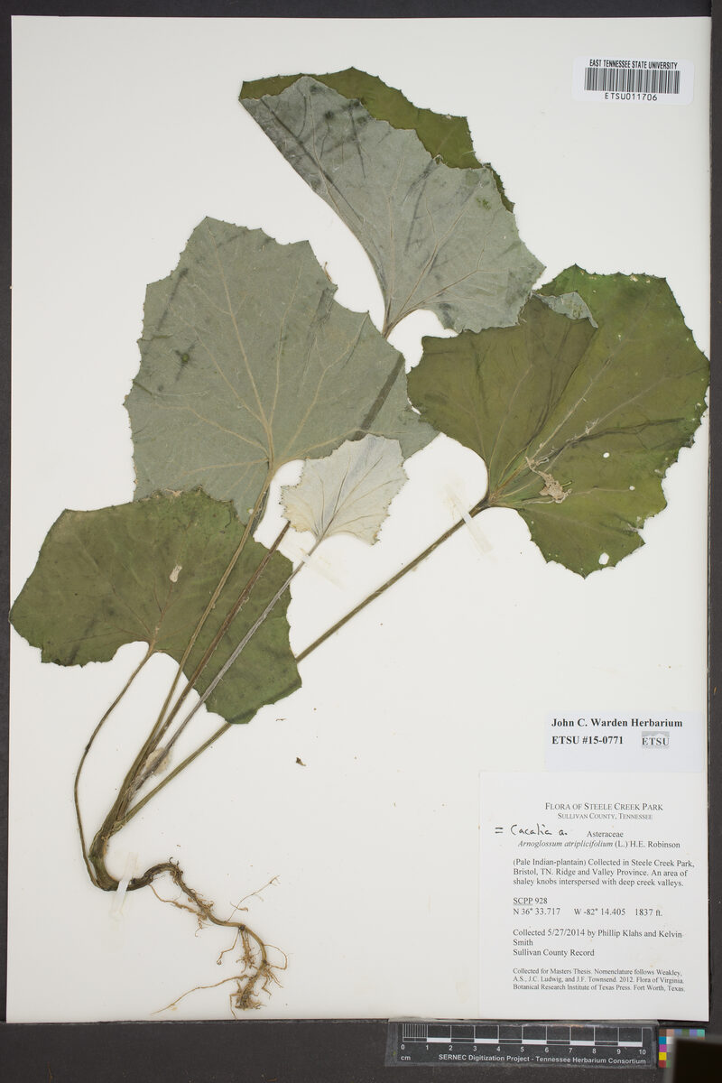 Cacalia atriplicifolia (Pale indian plantain) — photo